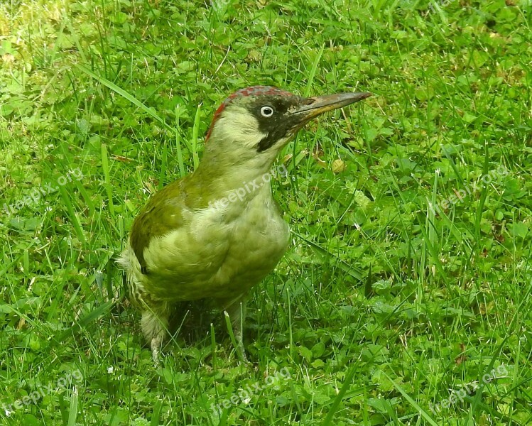 Green Woodpecker Woodpecker Bird Nature Green