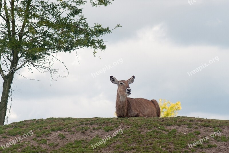 Red Deer Female Nature Tree Landscape