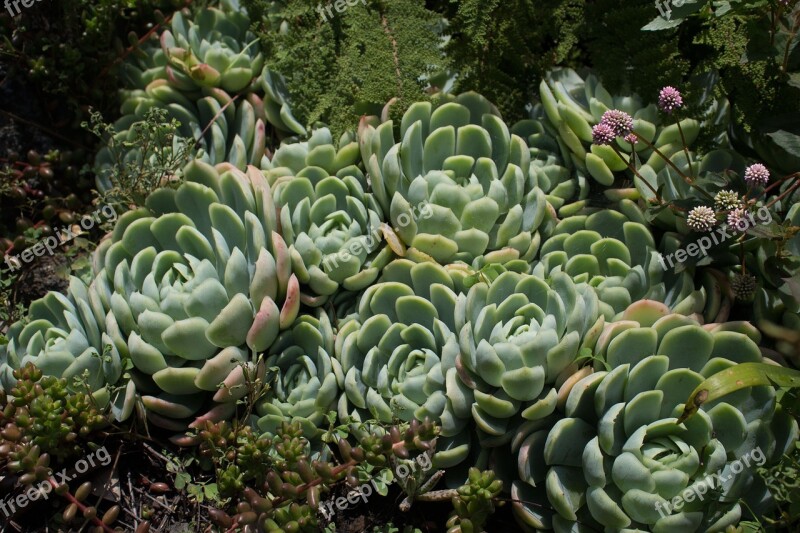 Cactus University City Cu Mexico Mexico City