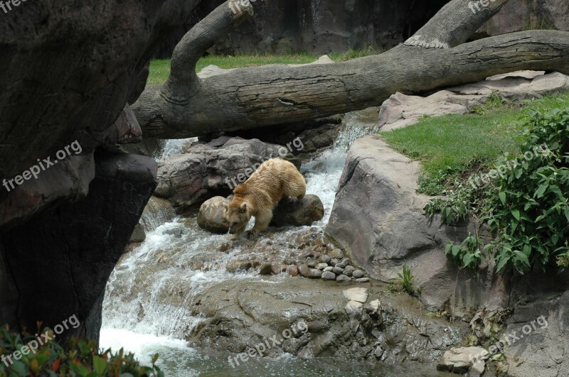 Bear Zoo Mexico Mexico City Chapultepec