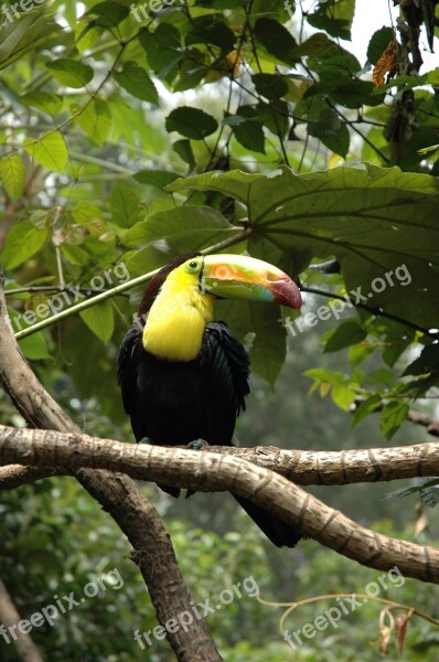 Ave Toucan Animals Nature Bird