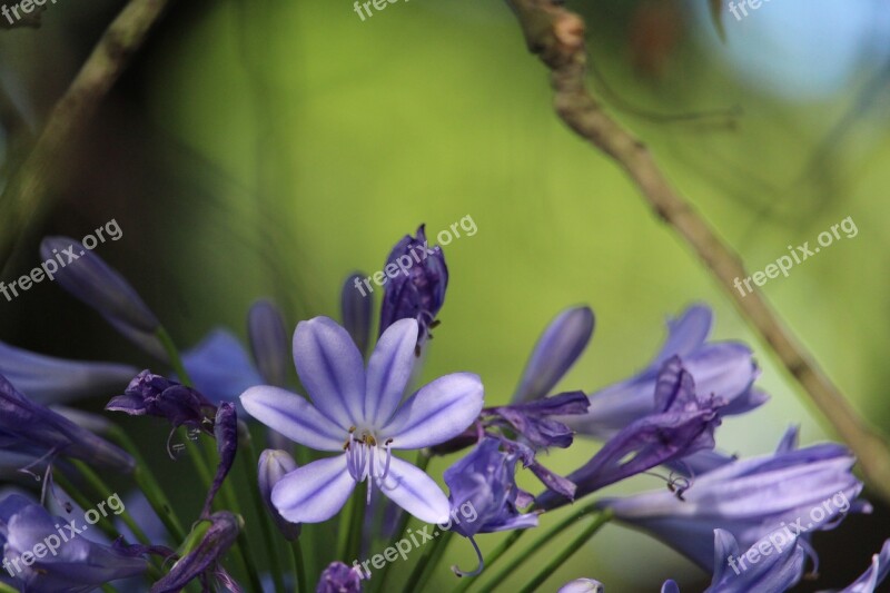 Flower Agapanthus Purple Floral Nature