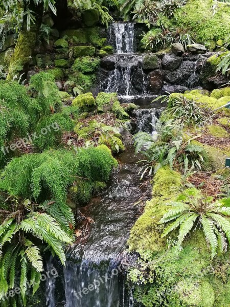 Waterfall Spring Water Ferns Nature