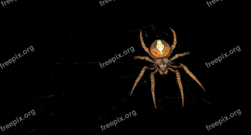 Spider Night Insect Macro Finlandia Free Photos