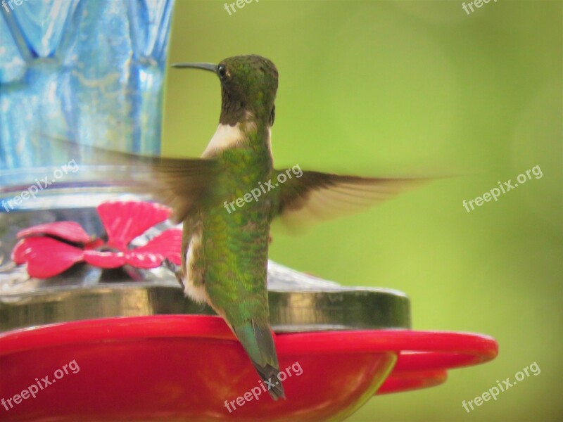 Bird Hummingbird Rear View Close Up Wildlife