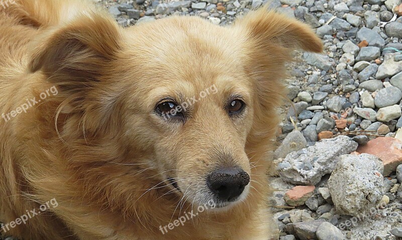 Dog Can Pet Domestic Armenia