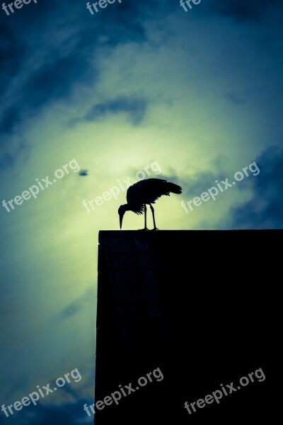 Stork Twilight Romantic Silhouette Abendstimmung