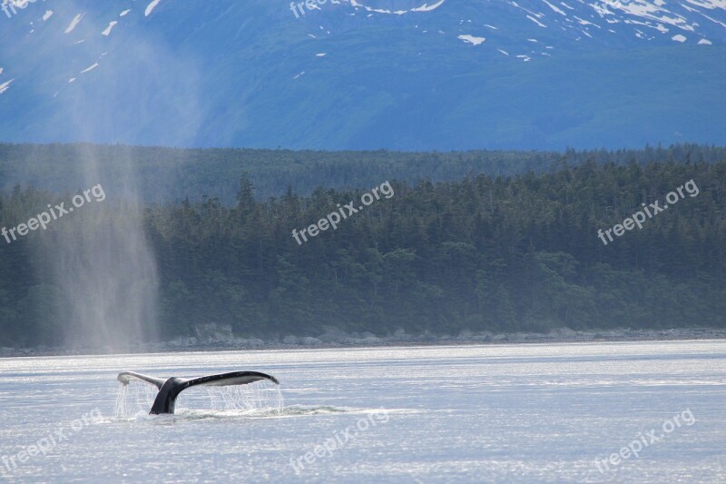 Whale Tail Alaska Water Nature