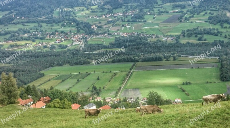 Panorama Mountains Alpine Cow Landscape The Valley Of The