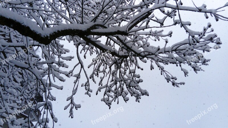 Winter Snow Biel Nature Frost