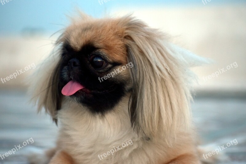 Pekingese Female Pup Little Tongue Free Photos