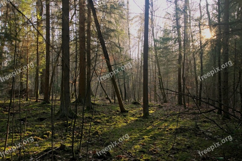 Forest Light Tree Nature Landscape