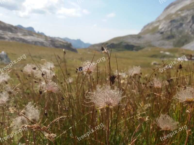 Flowers Nature Flower Nature Wild Flowers Faded Flowers