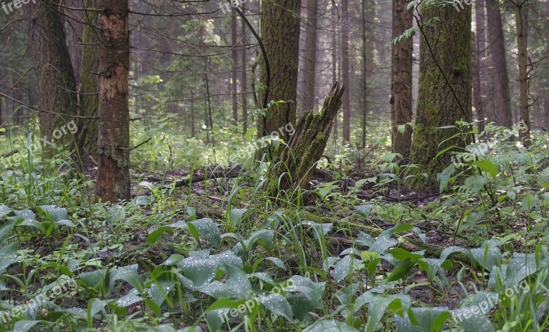 Forest Morning Nature Trees Early Morning