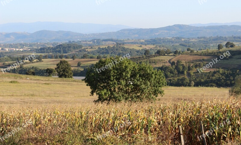 Field Tree Village Kocaeli Free Photos