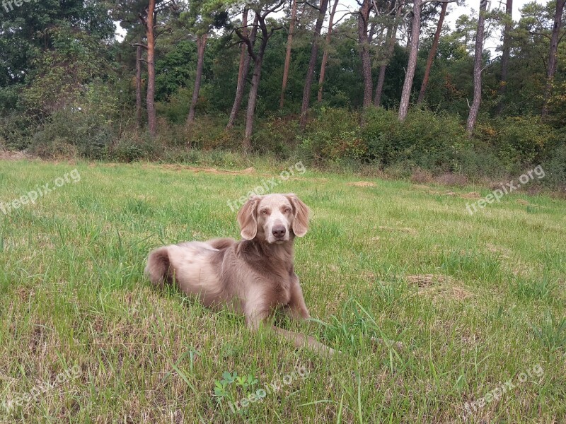 Dog Weimaraner Meadow Nature Hunting Dog