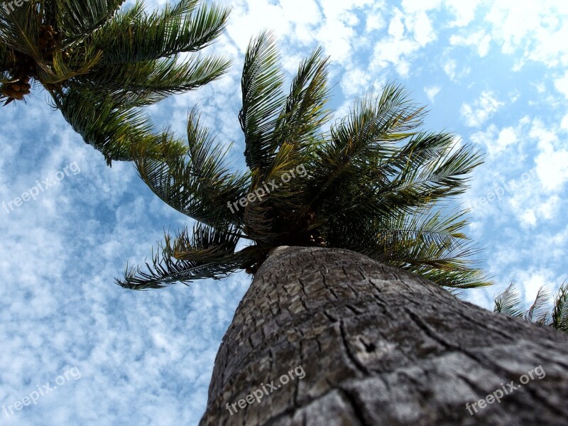 Palms Coconut Maldives Palma Summer