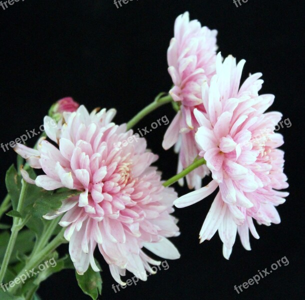 Aster Black Background Flower Pink Flower Free Photos