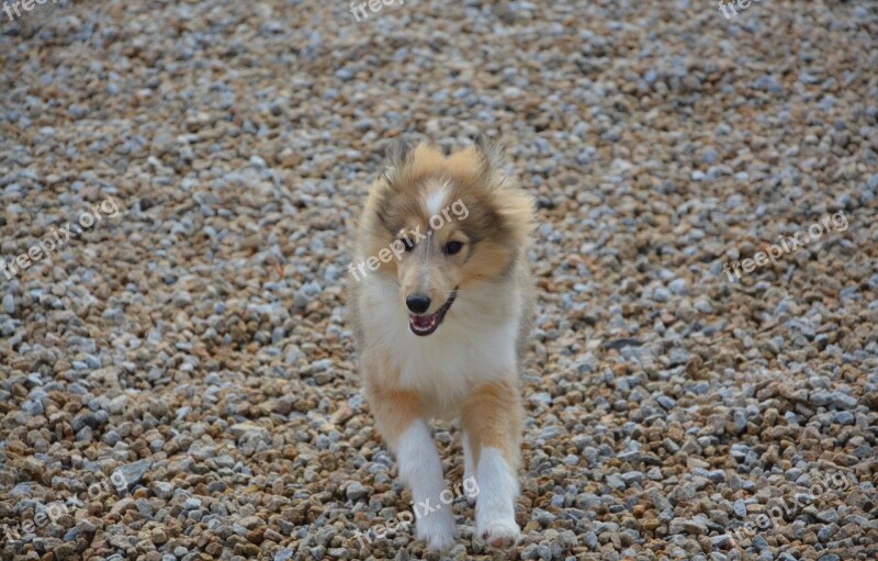 Dog Shetland Sheepdog Running Fawn With Black Overlay Active Soft