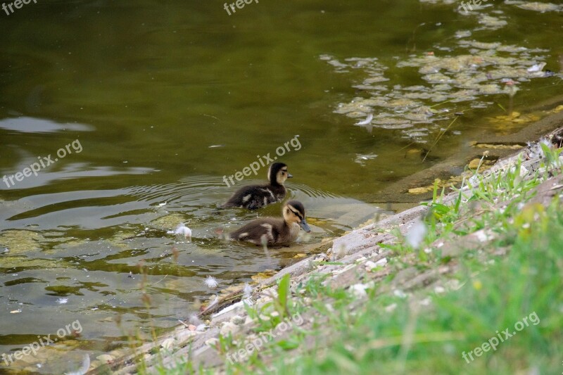 Small Kaczęta Duck Bird Water Bird