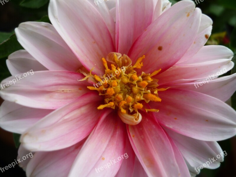 Dahlia Flower Inside Blood Red White