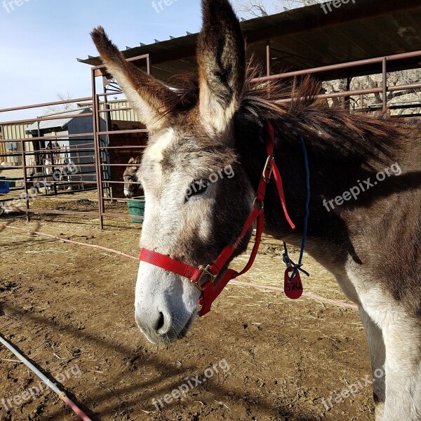 Jenny Burro Donkey Ears Ass