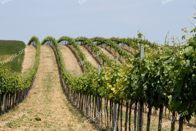 Vineyard Vineyards Vine Landscape Grapes