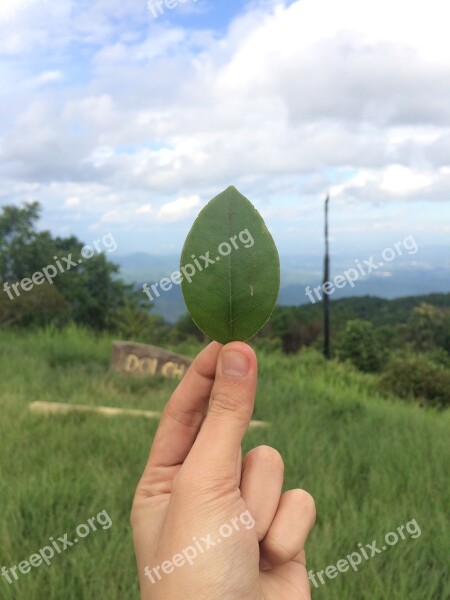 Autumn Leaves View Hands Nature Green