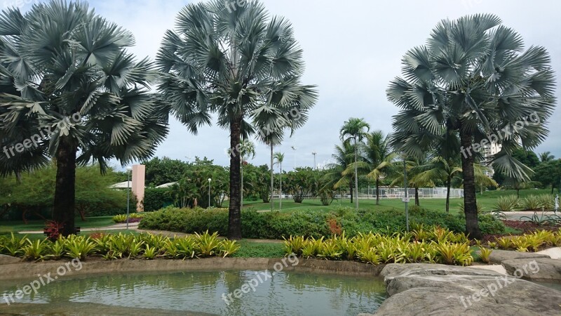 Nature Green Lake Mato Green Leaves