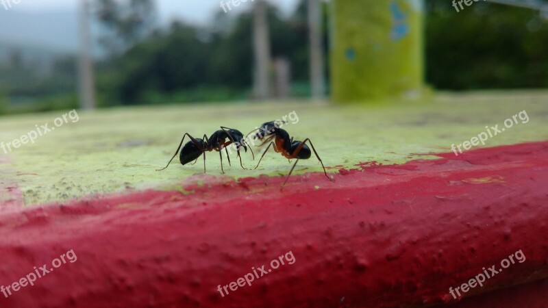 Ants Chat Talk Wall Free Photos