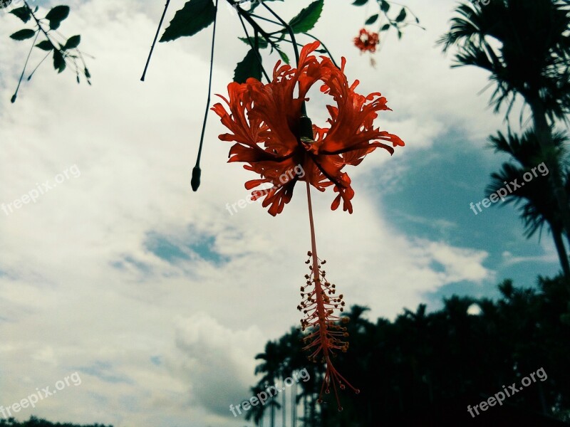 Beautiful Flower Sunny Day Perfect Flower And Cloud Awesome View Free Photos