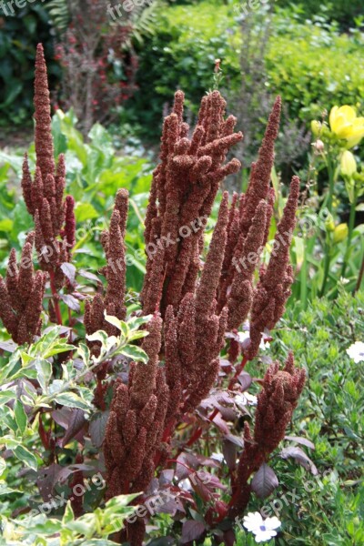 Family Amaranthacea Plant Great Food Red Protein