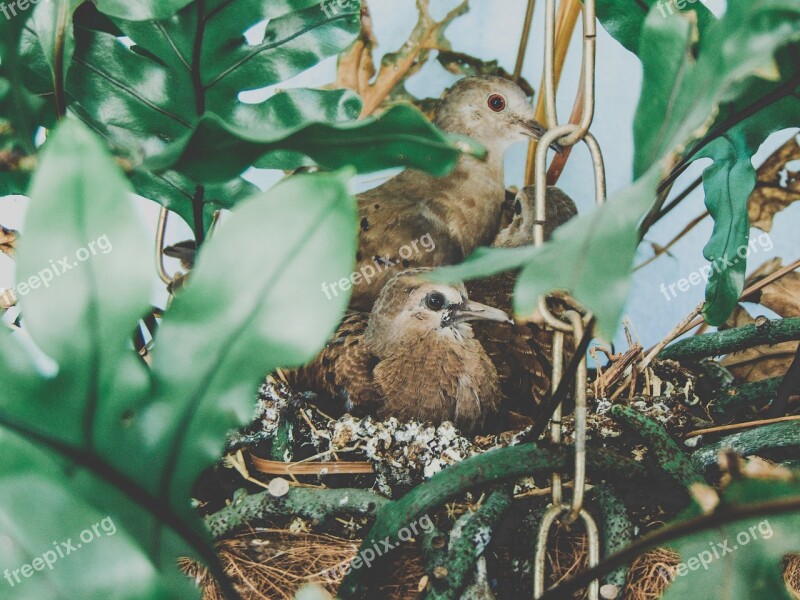 Birds Ruddy Ground Dove Nest Bird Freedom