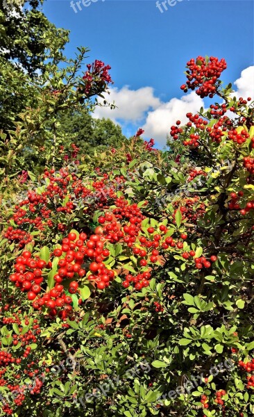 Plant Cotoneaster Bush Ornamental Plant Many Berries