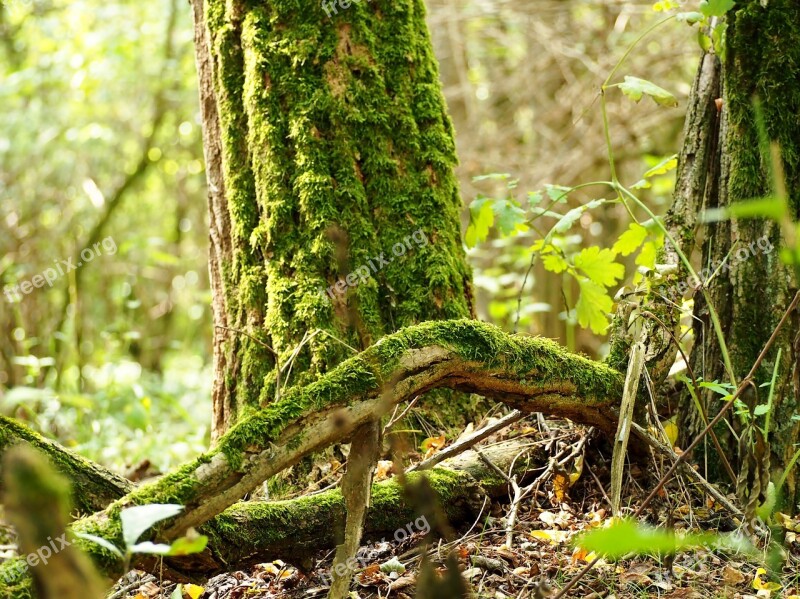 Moss Wood Forest Log Nature