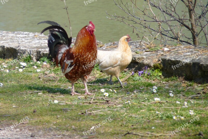 Cock Hen Poultry Field Free Photos