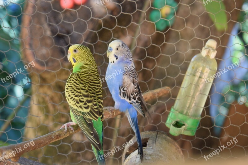 Parakeet Bird Brazilian Bird Couple Of Birds Couple Parakeet