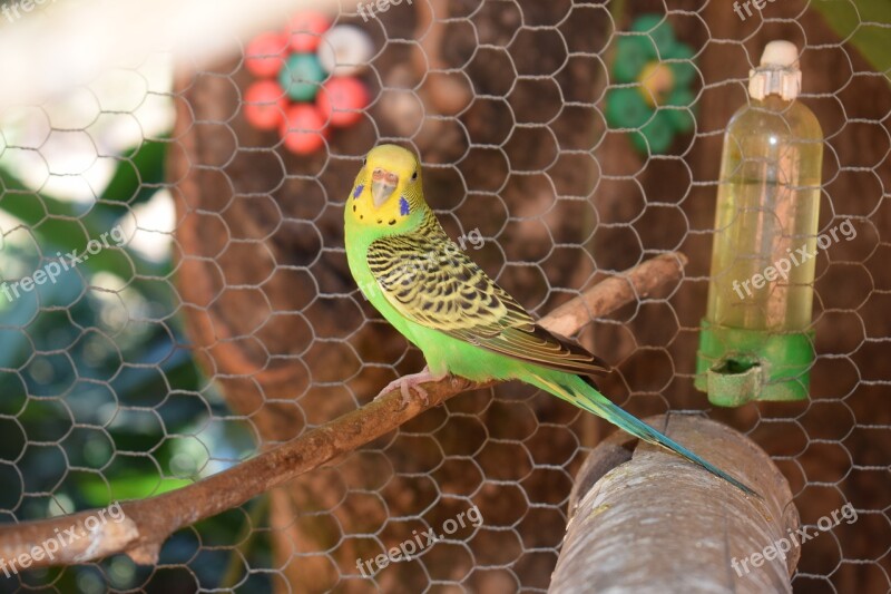 Parakeet Bird Colorful Birdie Nature