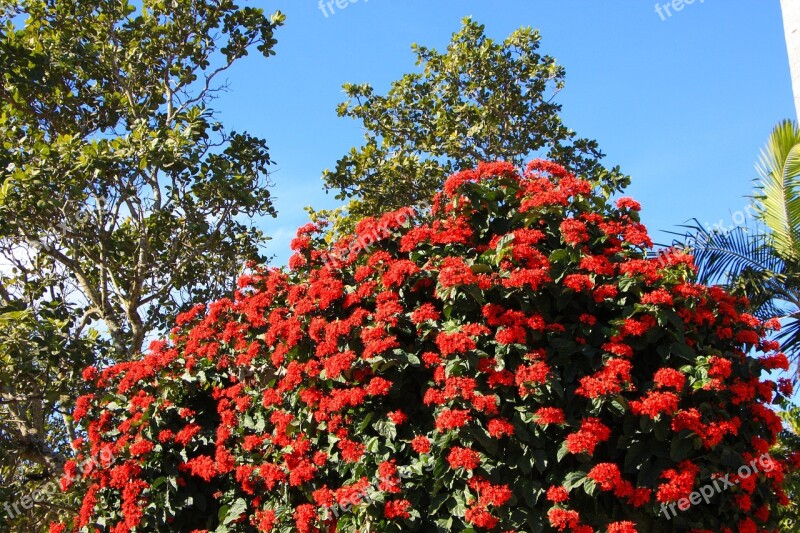 Red Flower Red Flower Red Dahlia Free Photos