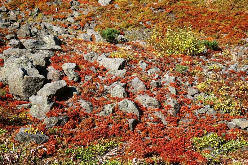 Autumn Mountain Plateau Stones Autumn Foliage Scarlet Leaves