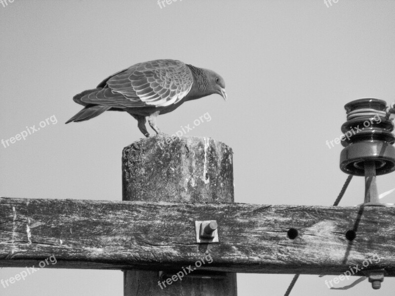 Pigeon Bird Animals Birdie Nature