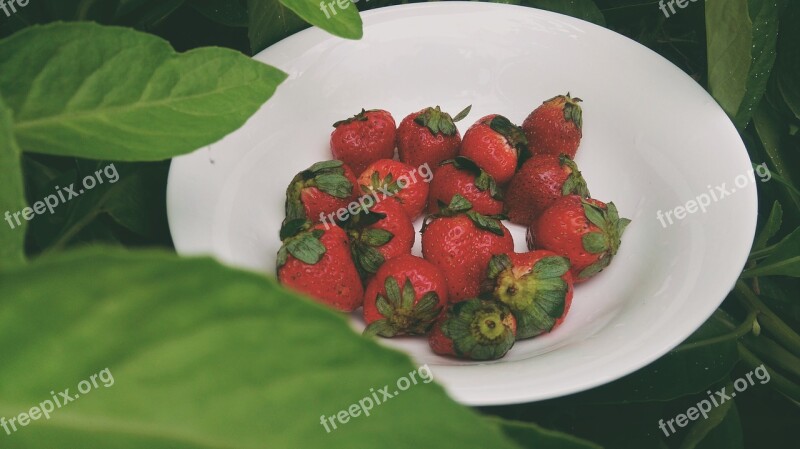 Strawberry Moments Green Free Photos