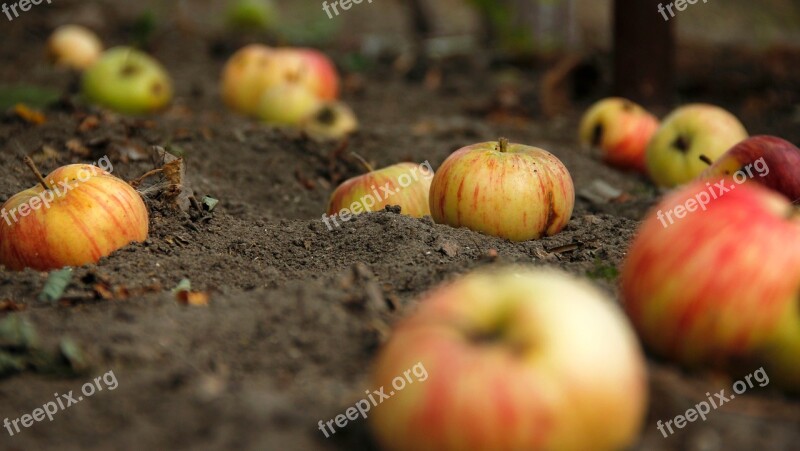 Apples Apple Bio Eco Natural