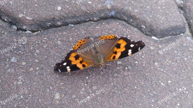 Butterfly See Also Block Wing Nature Insects