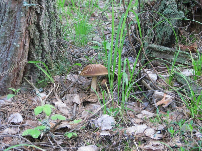 Forest Grass Mushroom Nature Summer