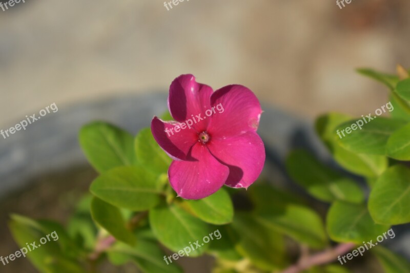 Periwinkle Teresita Pink Flower Sadabahar