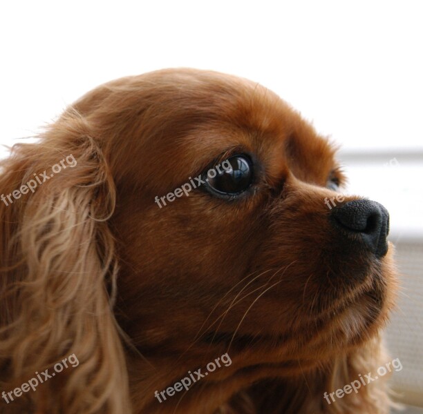 Cavalier King Charles Dog Head Spaniel Dog Animal