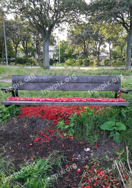 Bench Rosehip Red Colors Summer