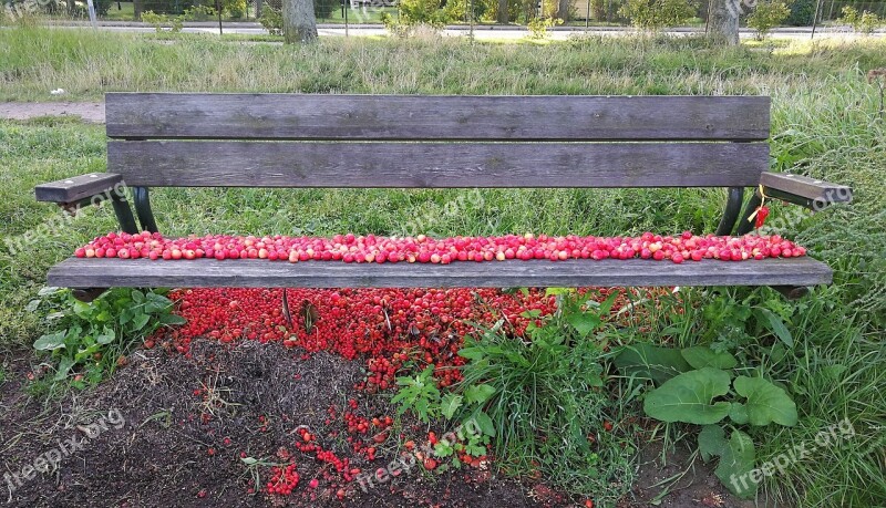 Bench Rosehip Red Colors Summer