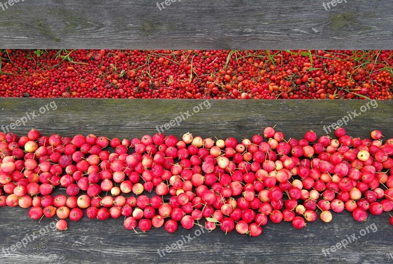 Rosehip Red Rose Hip Colors Bench